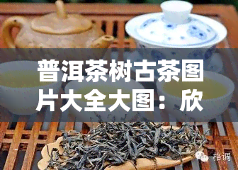 普洱茶树古茶图片大全大图：欣价值与价格一览