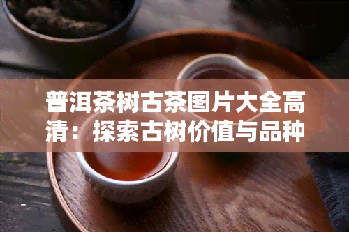 普洱茶树古茶图片大全高清：探索古树价值与品种