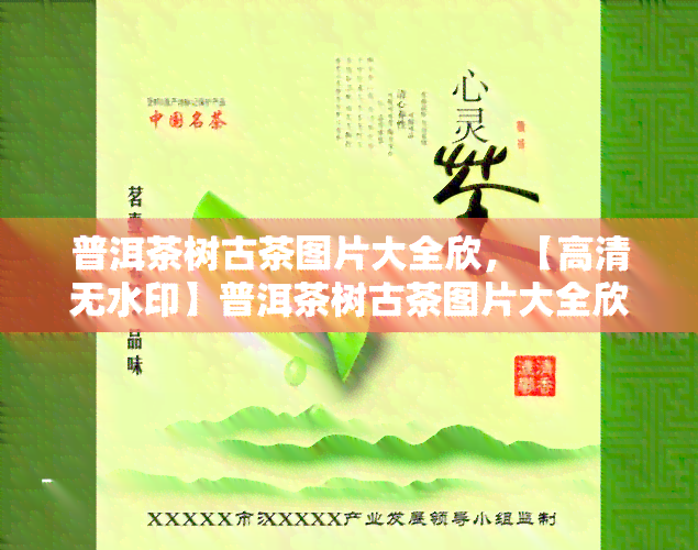 普洱茶树古茶图片大全欣，【高清无水印】普洱茶树古茶图片大全欣