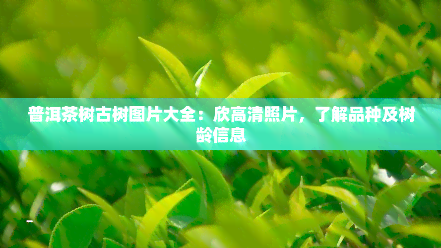 普洱茶树古树图片大全：欣高清照片，了解品种及树龄信息