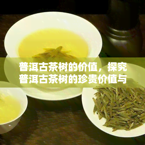 普洱古茶树的价值，探究普洱古茶树的珍贵价值与意义