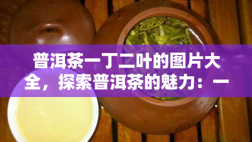 普洱茶一丁二叶的图片大全，探索普洱茶的魅力：一丁二叶的图片大全