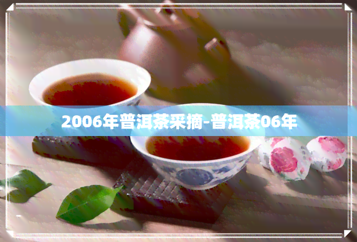 2006年普洱茶采摘-普洱茶06年