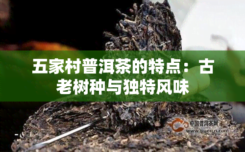 五家村普洱茶的特点：古老树种与独特风味