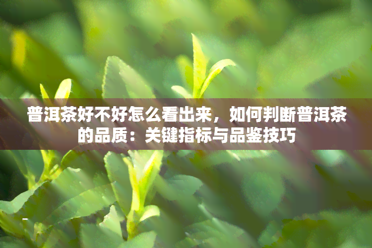 普洱茶好不好怎么看出来，如何判断普洱茶的品质：关键指标与品鉴技巧