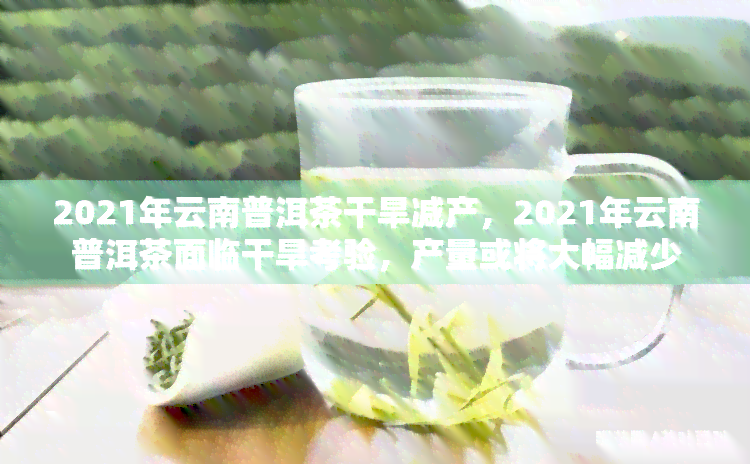 2021年云南普洱茶干旱减产，2021年云南普洱茶面临干旱考验，产量或将大幅减少