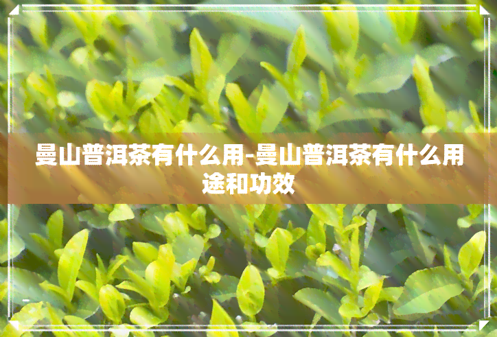 曼山普洱茶有什么用-曼山普洱茶有什么用途和功效