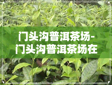 门头沟普洱茶场-门头沟普洱茶场在哪里