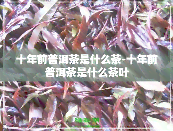 十年前普洱茶是什么茶-十年前普洱茶是什么茶叶