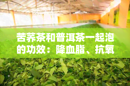 苦荞茶和普洱茶一起泡的功效：降血脂、抗氧化、改善消化