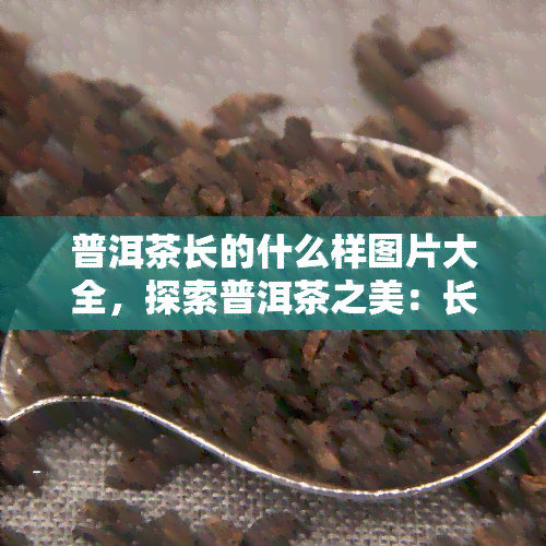 普洱茶长的什么样图片大全，探索普洱茶之美：长什么样？全图解！