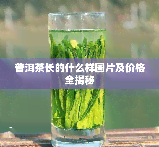 普洱茶长的什么样图片及价格全揭秘