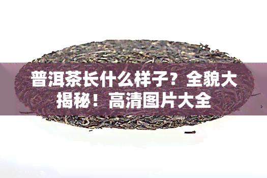 普洱茶长什么样子？全貌大揭秘！高清图片大全