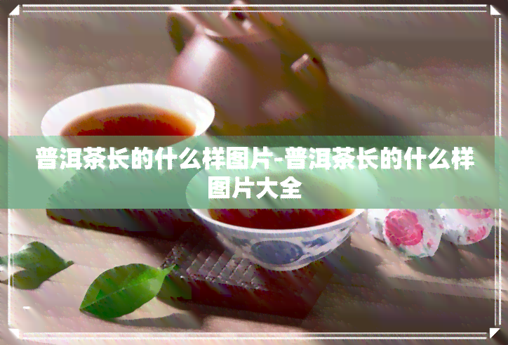 普洱茶长的什么样图片-普洱茶长的什么样图片大全