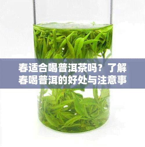 春适合喝普洱茶吗？了解春喝普洱的好处与注意事