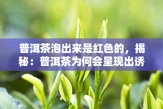 普洱茶泡出来是红色的，揭秘：普洱茶为何会呈现出诱人的红色？