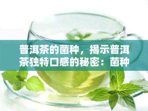 普洱茶的菌种，揭示普洱茶独特口感的秘密：菌种的作用解析