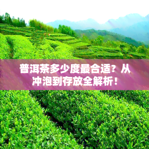 普洱茶多少度最合适？从冲泡到存放全解析！