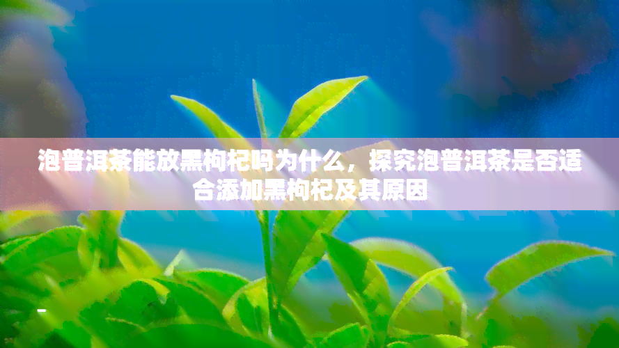 泡普洱茶能放黑枸杞吗为什么，探究泡普洱茶是否适合添加黑枸杞及其原因