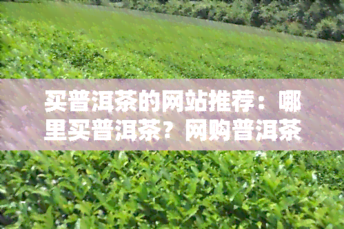 买普洱茶的网站推荐：哪里买普洱茶？网购普洱茶选择哪个网站？