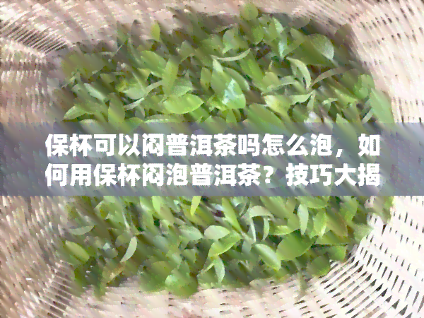 保杯可以闷普洱茶吗怎么泡，如何用保杯闷泡普洱茶？技巧大揭秘！