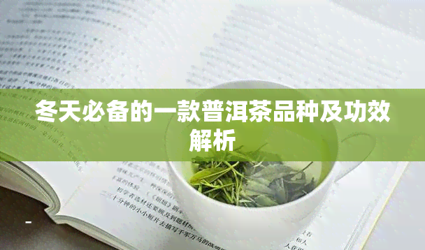 冬天必备的一款普洱茶品种及功效解析