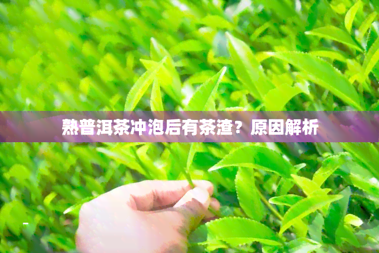 熟普洱茶冲泡后有茶渣？原因解析