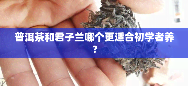 普洱茶和君子兰哪个更适合初学者养？