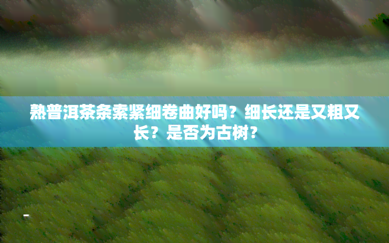 熟普洱茶条索紧细卷曲好吗？细长还是又粗又长？是否为古树？