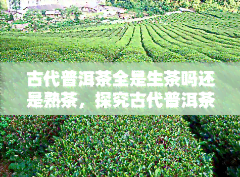 古代普洱茶全是生茶吗还是熟茶，探究古代普洱茶：全是生茶还是熟茶？