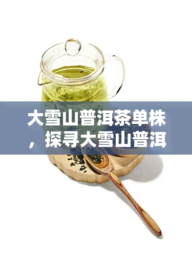 大雪山普洱茶单株，探寻大雪山普洱茶单株：品味独特口感的珍稀茶叶