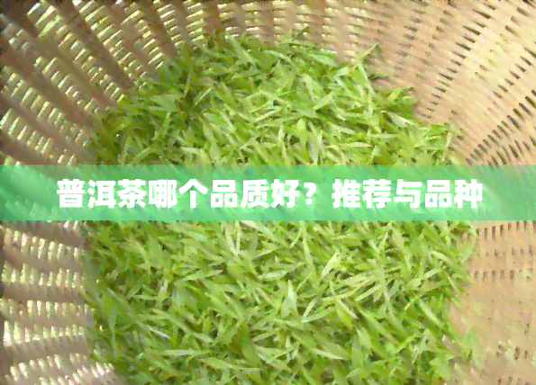 普洱茶哪个品质好？推荐与品种