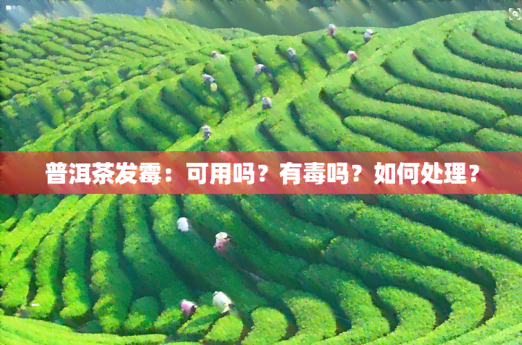 普洱茶发霉：可用吗？有吗？如何处理？