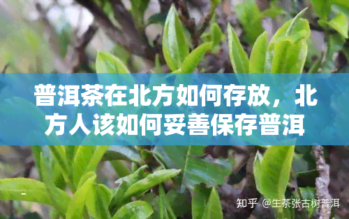 普洱茶在北方如何存放，北方人该如何妥善保存普洱茶？