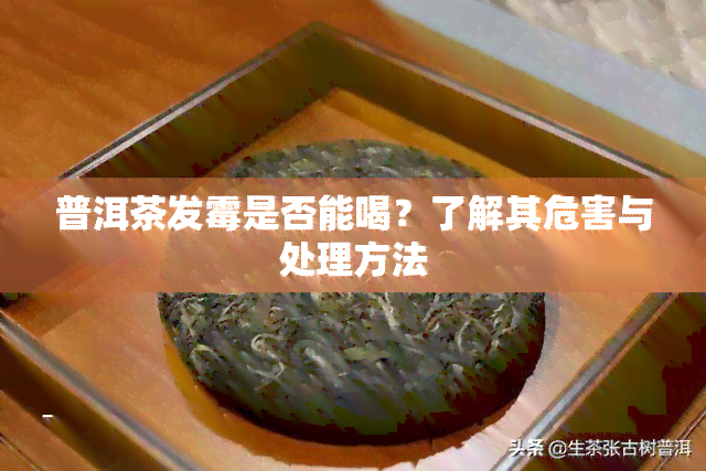 普洱茶发霉是否能喝？了解其危害与处理方法