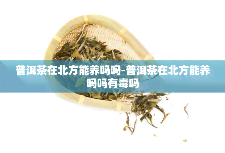 普洱茶在北方能养吗吗-普洱茶在北方能养吗吗有吗