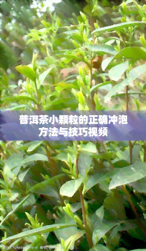 普洱茶小颗粒的正确冲泡方法与技巧视频