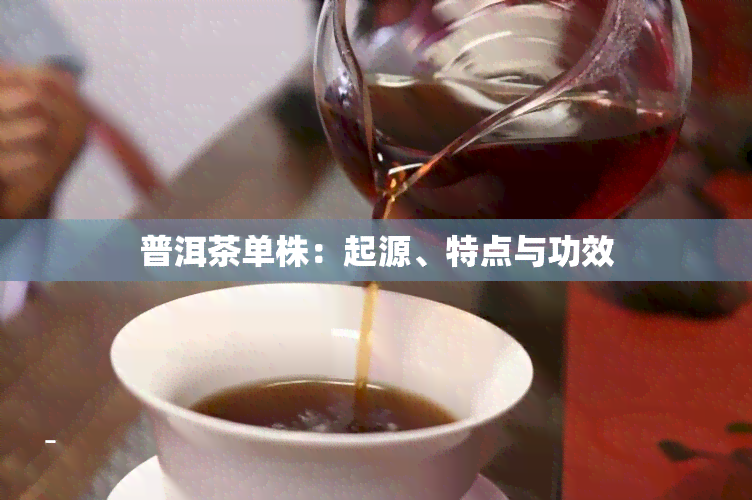 普洱茶单株：起源、特点与功效