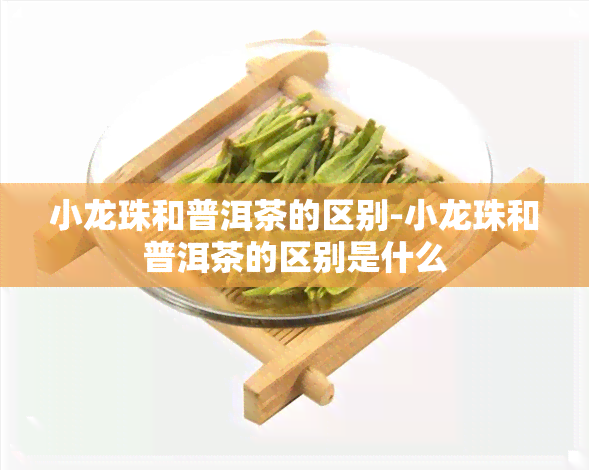 小龙珠和普洱茶的区别-小龙珠和普洱茶的区别是什么