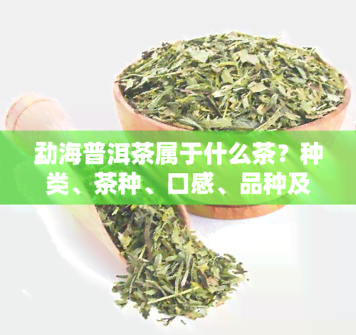 勐海普洱茶属于什么茶？种类、茶种、口感、品种及产区分布全解析