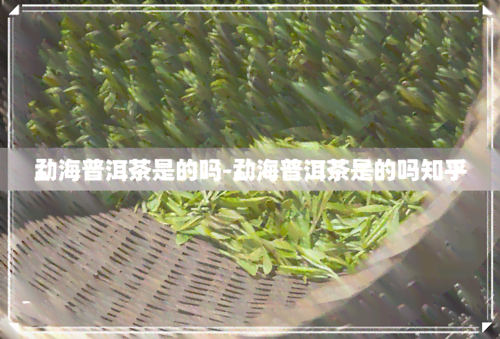 勐海普洱茶是的吗-勐海普洱茶是的吗知乎