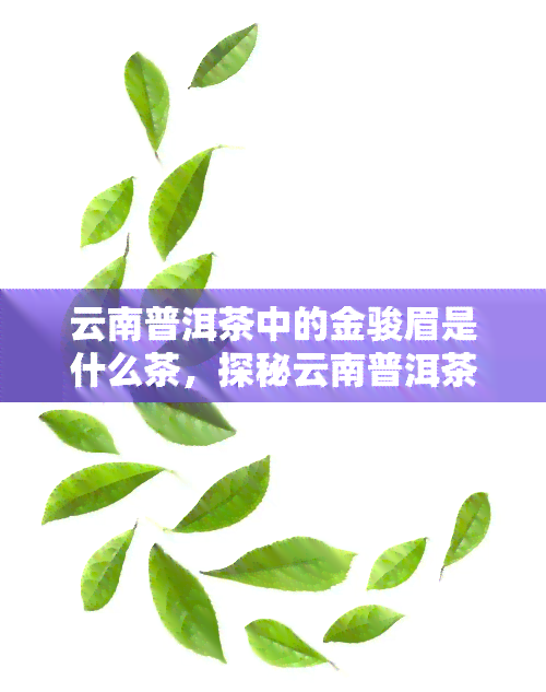 云南普洱茶中的金骏眉是什么茶，探秘云南普洱茶：金骏眉的神秘面纱