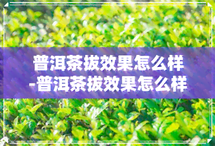 普洱茶拔效果怎么样-普洱茶拔效果怎么样啊