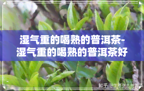 湿气重的喝熟的普洱茶-湿气重的喝熟的普洱茶好吗