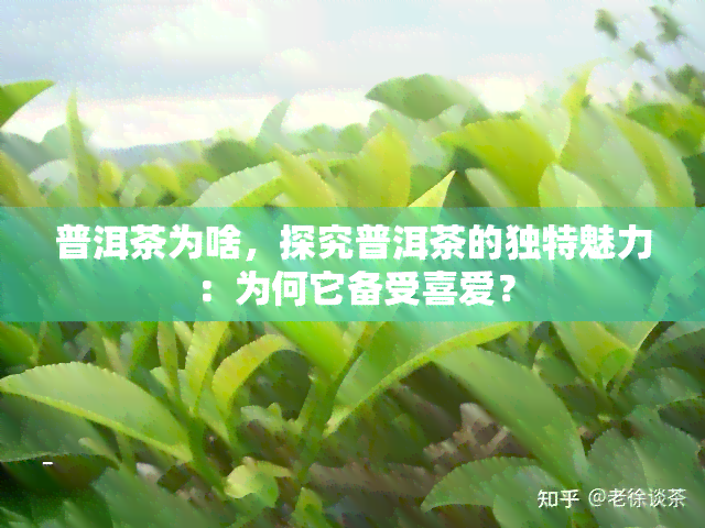 普洱茶为啥，探究普洱茶的独特魅力：为何它备受喜爱？