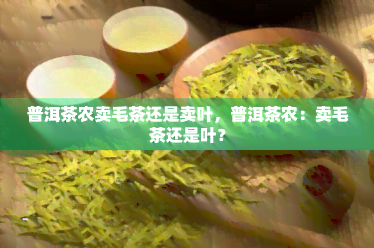 普洱茶农卖毛茶还是卖叶，普洱茶农：卖毛茶还是叶？