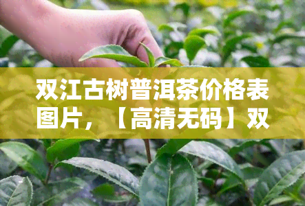 双江古树普洱茶价格表图片，【高清 *** 】双江古树普洱茶价格表图片，一图看清所有价格！