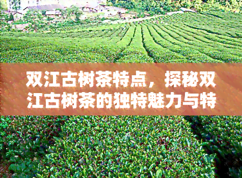 双江古树茶特点，探秘双江古树茶的独特魅力与特点