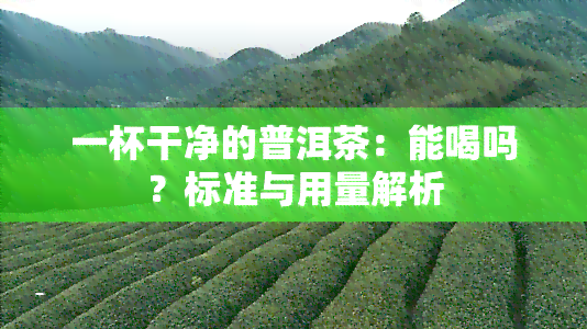 一杯干净的普洱茶：能喝吗？标准与用量解析