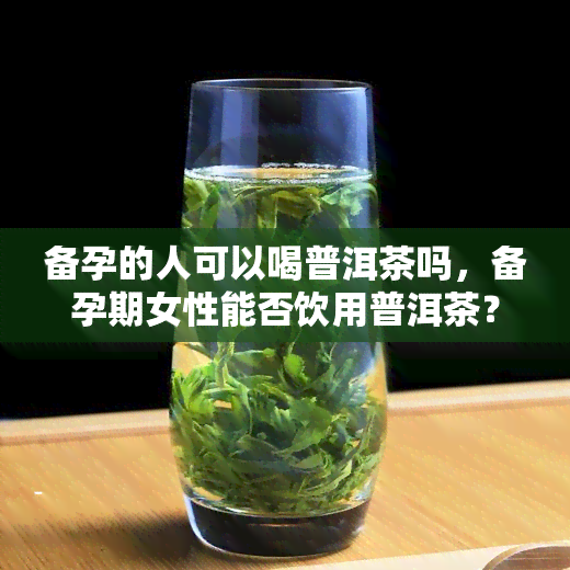 备孕的人可以喝普洱茶吗，备孕期女性能否饮用普洱茶？